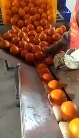 厂家直销水果自动包装机械 柠檬套袋机湖南芦柑打包机