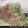 直销生态园香椿树苗、天津香椿苗