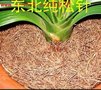 蓝莓松针土，东北松针土君子兰