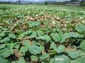 莲藕烂藕的防治/兴远渔具供/莲藕病害防%