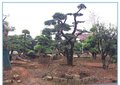 造型榆树,湖南多杆丛生榆树,浏阳长飘造型榔榆俏销市场