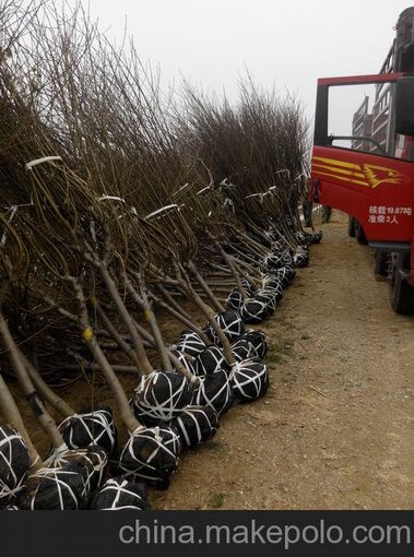 銷售泰安3公分紅色櫻花用于景觀綠化圖片