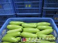 南城农副产品配送 2016-09-01
