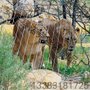 诺克 实体厂家可验厂 狮虎园防护网 豹围网 猩猩围网 厂家直销