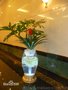 租摆花卉,绿植花卉租摆,优质花卉租摆