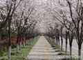 11公分樱花树价格 上海樱花树苗圃基地直销