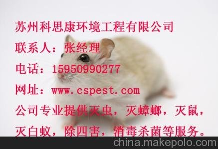 太倉(cāng)殺蟑螂電話 昆山滅蟑螂公司 太倉(cāng)滅蟑螂電話圖片