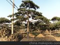 造型松  行道树 景观松 泰山松 山东造型黑松 景观设计