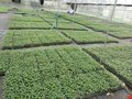 园艺设施，大棚配件，地布除草，生态管理