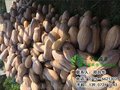 华康蔬菜(在线咨询)_福清南瓜_南瓜批发价格