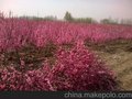 供应紫叶梅 珍珠梅 太阳李 丝兰 河北永辉苗木基地