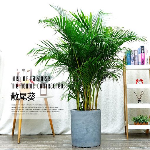 武漢租花木公司綠化養護公司花卉，武漢家庭植物工廠(chǎng)鮮花圖片