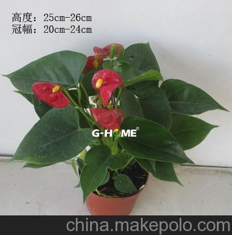 批發(fā)室內(nèi)凈化空氣花卉 小盆栽 紅掌-驕陽(yáng)100#東星花場(chǎng)直銷圖片