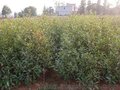 江西杜英小苗 杜英树苗价格  杜英苗供应 江西奉新苗木基地