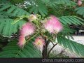 山东日照合欢基地价格