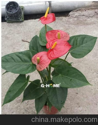 批發(fā)高檔開(kāi)花小盆栽 年宵花卉 紅掌特倫薩110#東星花場(chǎng)直銷圖片