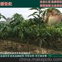 大量供应澳芒、红贵妃、桂七、红象牙、台农一号、凯特、新世纪