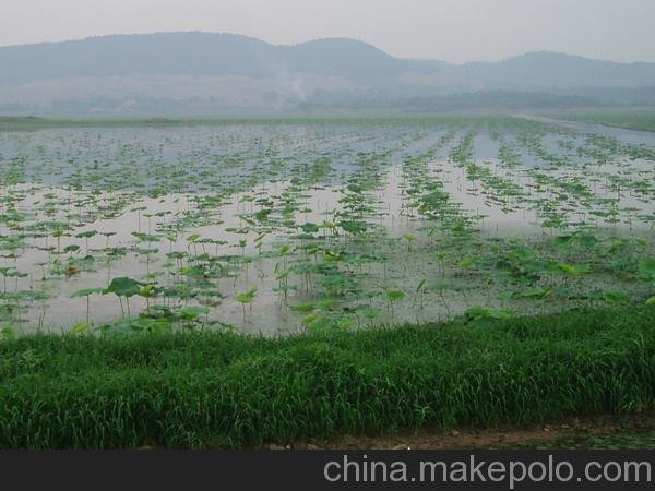 供應(yīng)山東蓮藕苗蓮藕種子粉藕種苗高產(chǎn)藕種圖片