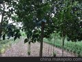 供应3公分栾树苗木，3公分栾树苗木直供