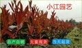 贵州毕节10月红叶石楠营养小杯苗都匀基地批发价格