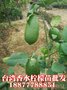 云南台湾香水柠檬树苗 青柠檬 阳台盆栽果树苗木 当年结果