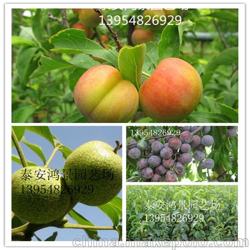 楓樹，茶條槭楓樹苗，香椿苗，花椒苗價(jià)格圖片