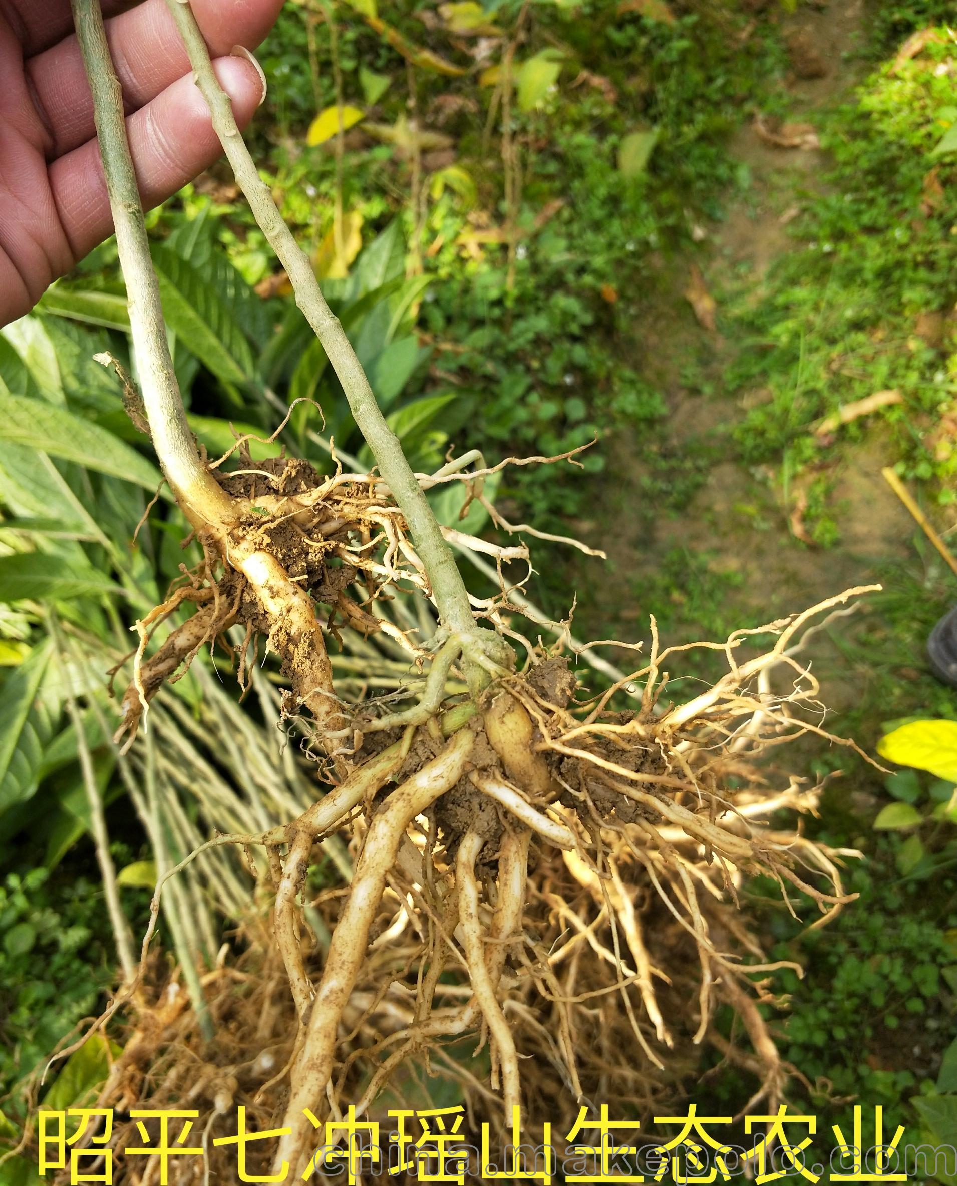 出售野生中草药材 黄花倒水莲 倒吊 远志 根 带带黄花