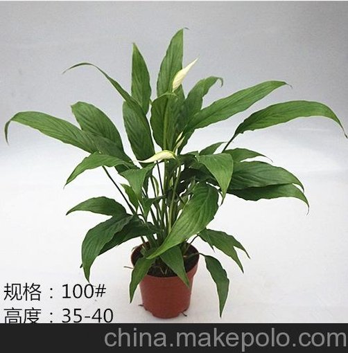 批發(fā)凈化空氣小盆栽 白掌-科麗絲100#（有花）東星花場直銷圖片