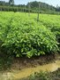 江西木荷苗价格 木荷树苗厂家 丰盛苗木 木荷最新价格表