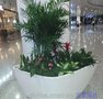 坪山新区坑梓街道周边花卉出租，免费上门设计方案