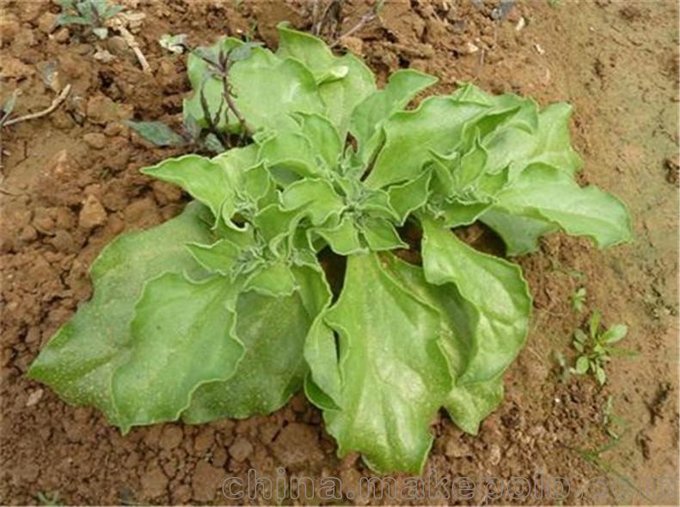 冰菜種子 非洲冰草 特種蔬菜 濟南冰草種子批發(fā)種苗 武藏野圖片