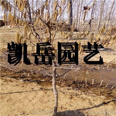 平歐大榛子樹苗出售 回收榛子果 簽訂回收合同 定向種植種植效益圖片
