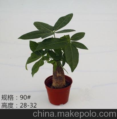 批發(fā)室內(nèi)花卉小盆栽植物（90#B級）發(fā)財樹東星花場直銷圖片
