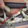 花蛤海虹毛刷清洗机 青萝卜白萝卜清洗设备 果蔬加工清洗机
