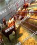 灌南县-河北牛苗价格-市场-营销黄牛市场-肉牛养殖