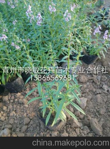 千屈菜 水生植物 千屈菜苗 盆栽千屈菜 宿根花卉圖片