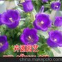 硫华菊种子采购,供应信息 卉源园艺