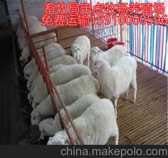 韶關(guān)雜交羊 山羊 小尾寒羊價格低廉，優(yōu)質(zhì)質(zhì)量圖片