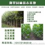 5公分定杆法桐冬季种植价格