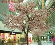 酒店樱花树果_樱花树批发