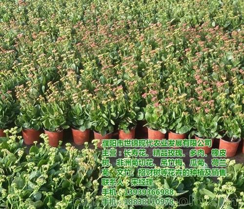 鶴壁長壽花 世錦花卉(圖) 長壽花種植圖片