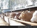 河北省肉牛养殖场