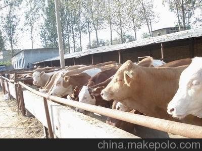 河北省肉牛養(yǎng)殖場圖片