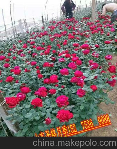 非洲菊種植基地萬(wàn)壽菊農戶(hù)價(jià)格圣格花卉圖片