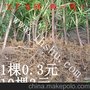 供应丹罗汉松树苗珍珠雀舌罗汉松20cm以上5毛快递到家货到付款