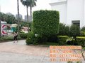 中峰园林(在线咨询)_大连主体景观树
