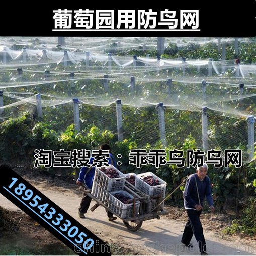 河南 順河乖乖鳥牌防鳥網(wǎng)果園防鳥網(wǎng) 種植網(wǎng) 尼龍網(wǎng)養(yǎng)殖網(wǎng)圖片