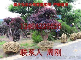 苏州红花继木桩 造型红花檵木盆景 苏州别墅绿化设计施工