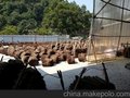 销售 桂皮 .