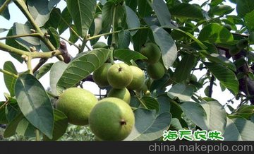 ޽Ӻҹ磬أֲ
